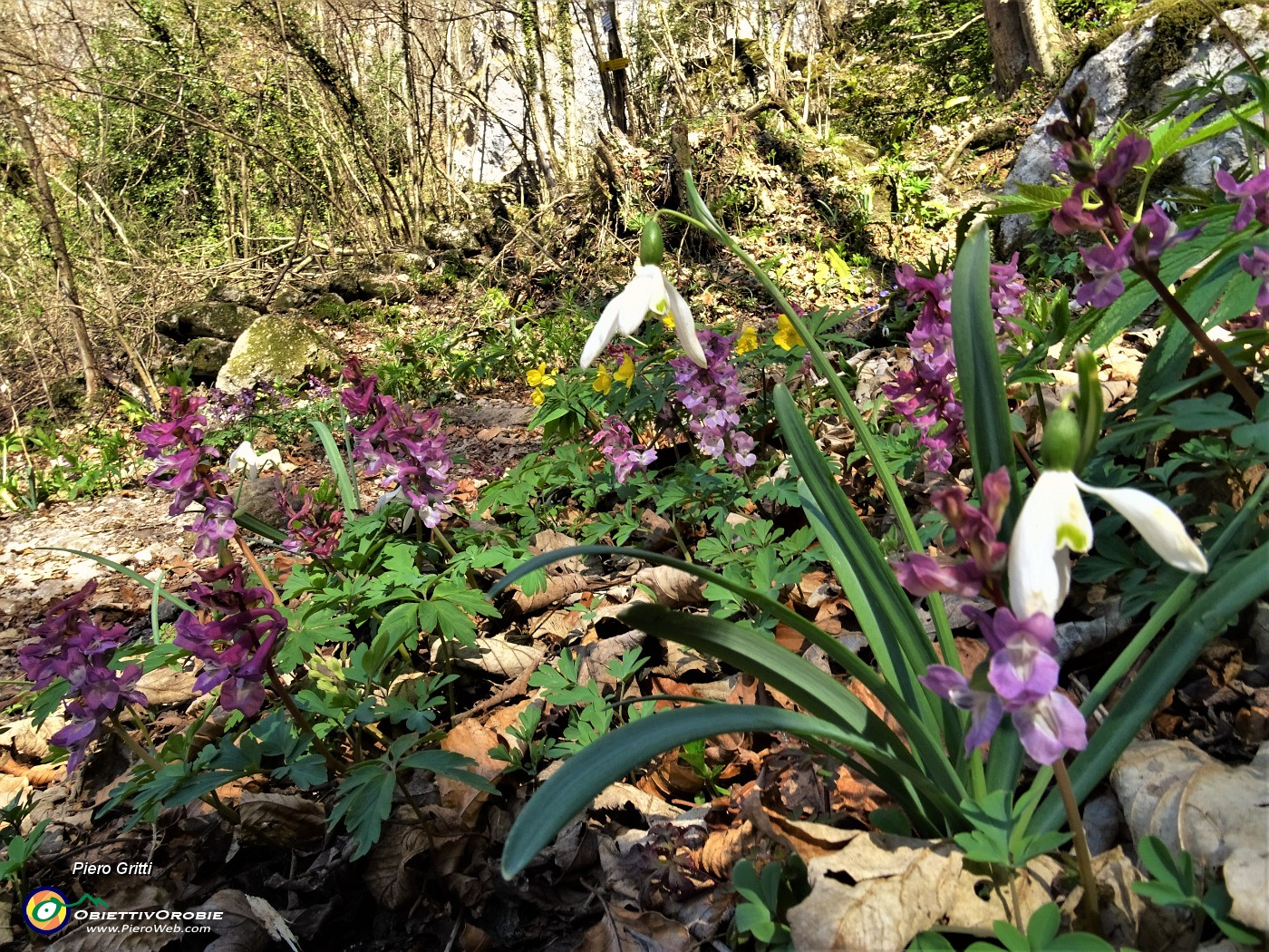 17 Fiori di bucaneve (Galanths nivalis) e....JPG